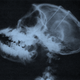 An X-ray of a monkey’s head in which neuroscientist Jose Delgado implanted electrodes arrays in the frontal lobes and the thalamus. Image: Physical Control of the Mind by Jose Delgado.